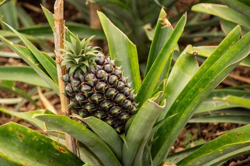 Azorean pinneapple