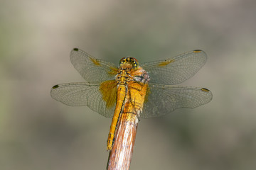 Yellow-winged darter (Sympetrum flaveolum)  sitting on a stick