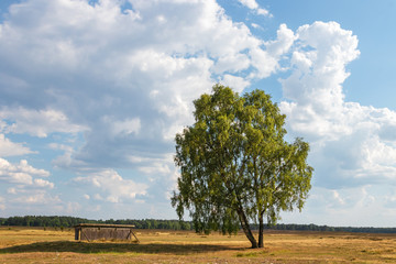 Wonderful freestanding tree in front of an impressive sky, nature reserve, nature park in the Lüneburg Heath, Northern Germany (with copy-space).