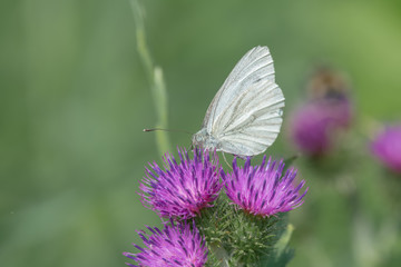 Green-veined white (Pieris napi) feeding nectar from a thistle