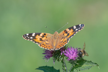 Obraz premium Painted Lady butterfly (vanessa cardu) feeding nectar from a thistle