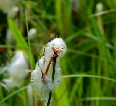 Red-eyed Damselfly (Erythromma najas) peering over a white fluffy seed head of Common Cotton Grass (Eriophorum angustifolium) at the side of a pond