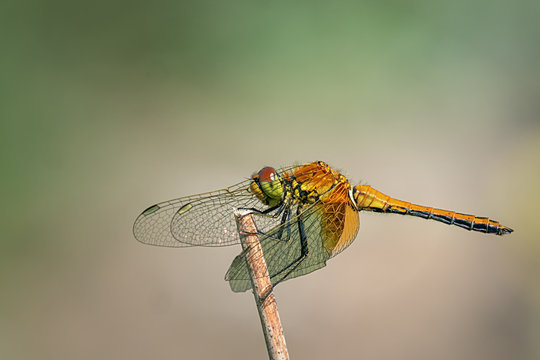 Yellow-winged darter (Sympetrum flaveolum)  sitting on a stick