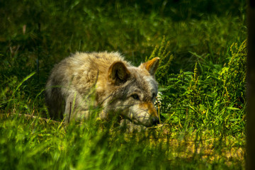 wild wolf, rescued wolf, wolf in the forest  