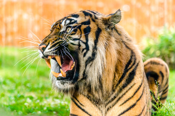 Fototapeta na wymiar Angry tiger roaring and showing fangs in open mouth. Tigers portrait