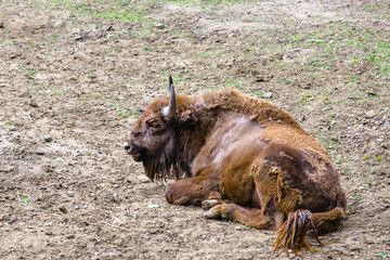 Auroch, animal in zoo. Aurochs lives in european nature reserves. Those animals are under protection. © alicja neumiler