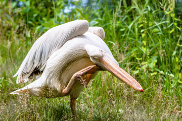 Great white pelican, bird in green natural environment. Large bird from rosy pelicans family.