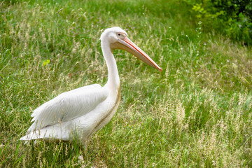 Great white pelican on grass. Pelicans family. Wild bird in zoo.