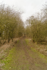 Fototapeta premium Path Through the Forest