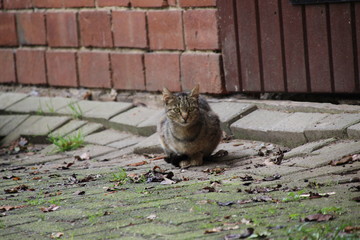 Gro&szlig;e getiegerte Katze auf einem Bauernhof 