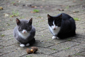 Zwei kleine Katzenbabys sitzen auf einem Bauernhof im Sommer 