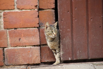 Getigerte Katze auf einem Bauernhof 