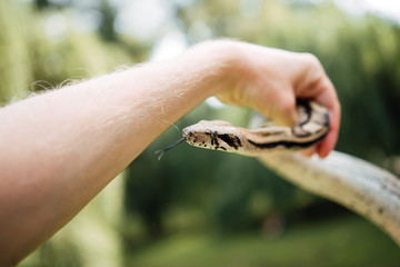 Fototapeta premium snake at wildlife park