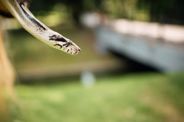 snake at wildlife park