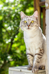 Naklejka na ściany i meble Gray tabby cat sitting on green leaves bokeh blurred background