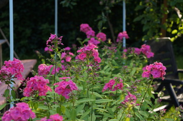 Obraz premium flower