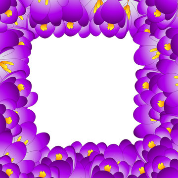 Purple Crocus Flower Border.