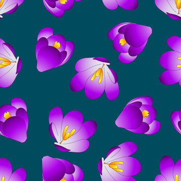 Purple Crocus Flower on Blue Indigo Background
