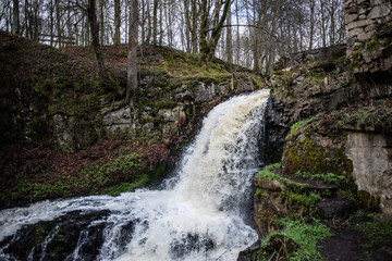 Swedish Forrest in the Spring