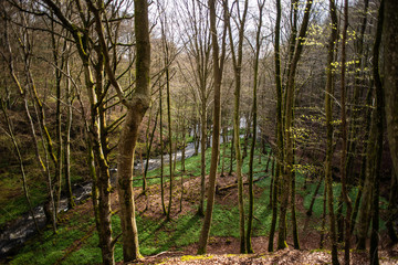 Swedish Forrest in the Spring