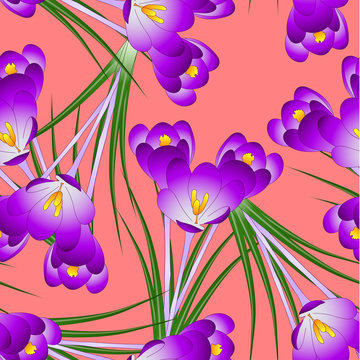 Purple Crocus Flower on Orange Red Background