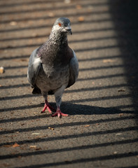 Obraz premium Stadttauben in Berlin