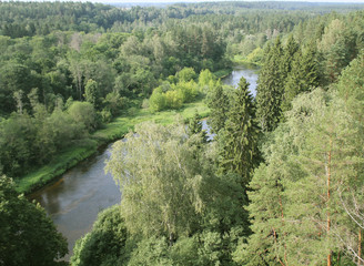 Landscape of forest with old trees and river