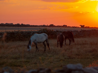 Horse at the sunset grazing in the spanish dehesa