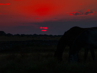 Horse at the sunset grazing in the spanish dehesa