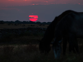 Horse at the sunset grazing in the spanish dehesa