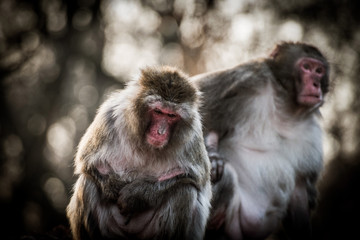 Two macaque monkey sitting in a tree