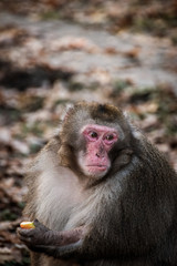 Macaque portrait close-up eating apple with room for text