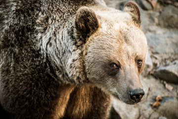 Obraz premium Wild brown bear portrait close-up