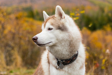 Close-up Portrait of Cute Beige Siberian Husky in fall season on a forest background.