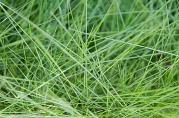 grass