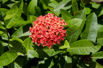 Fototapeta premium flower