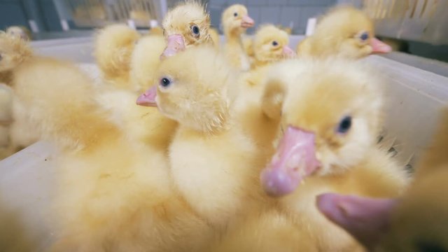 Hatched ducklings sit together in white boxes at a farm. 4K.