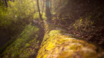 Deep forest close macro view to green plants and grass with trees and soft focus