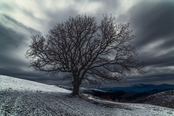 big tree in winter