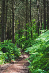Fototapeta premium Forest plants