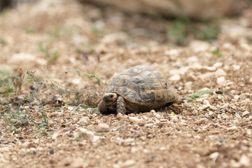 tortoise in the desert