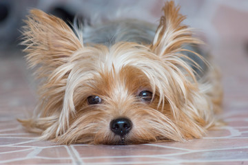 可愛い・小型・犬・ヨークシャテリア	