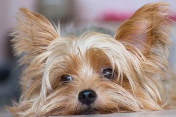 可愛い・小型・犬・ヨークシャテリア	