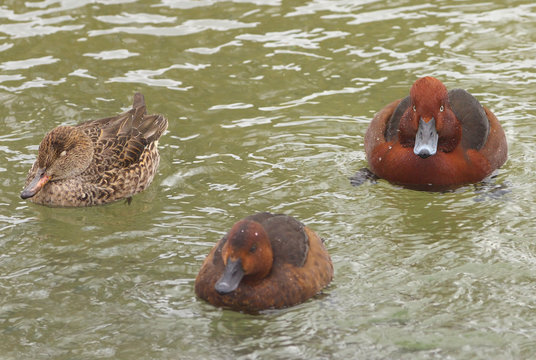 View of three brown ferruginous ducks swimming on the water level