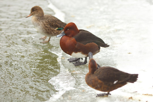 View of three brown ferruginous ducks on the bank of a frosted pond