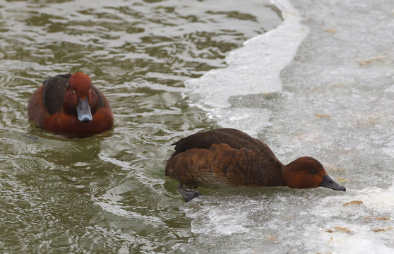 View of two brown ferruginous ducks trying to get to the ice