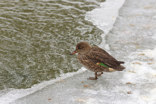 Alone duck female standing on the edge of ice