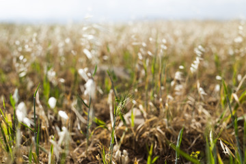 grass in a field