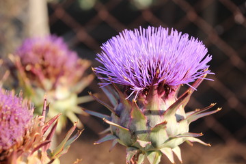 foto di un fiore di carciofo i suoi colori