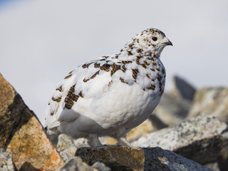 春のライチョウ雌(rock ptarmigan)